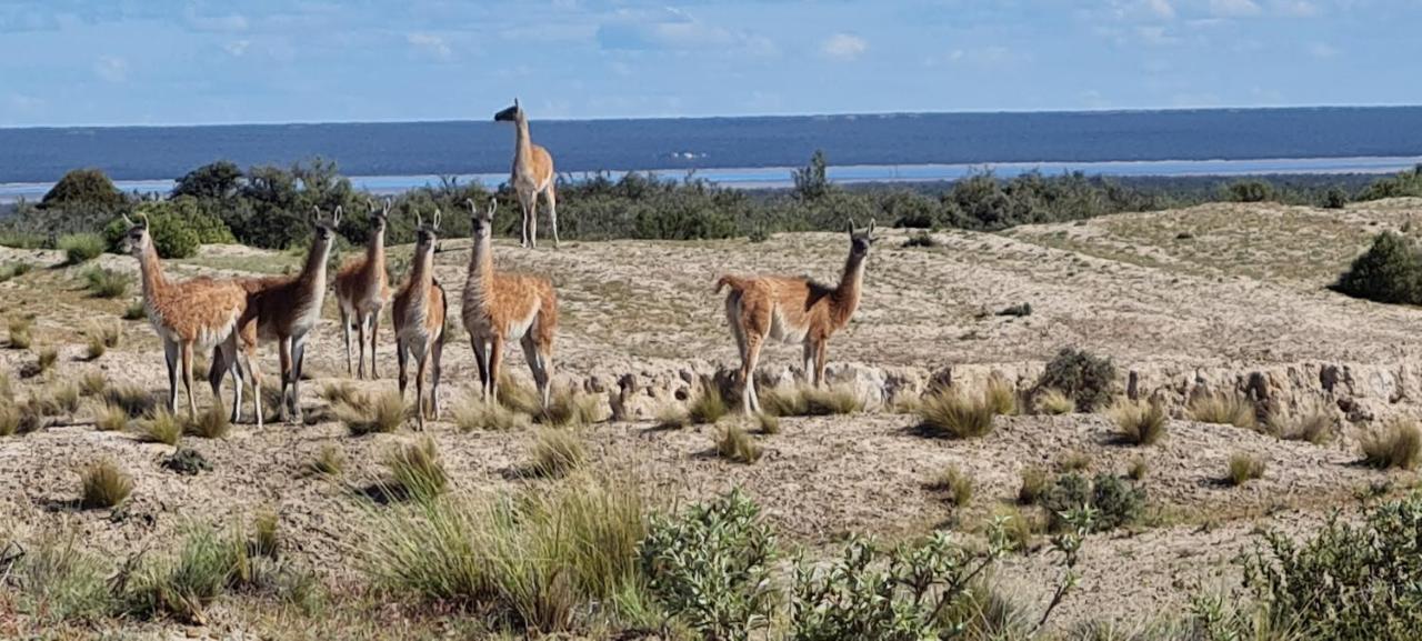 La Elvira Natural Lodge Nature & Wildlife Experience In Peninsula Valdes Punta Delgada Exteriér fotografie